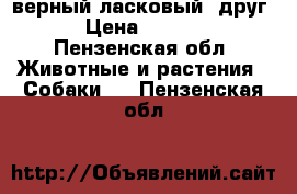 верный ласковый  друг! › Цена ­ 5 000 - Пензенская обл. Животные и растения » Собаки   . Пензенская обл.